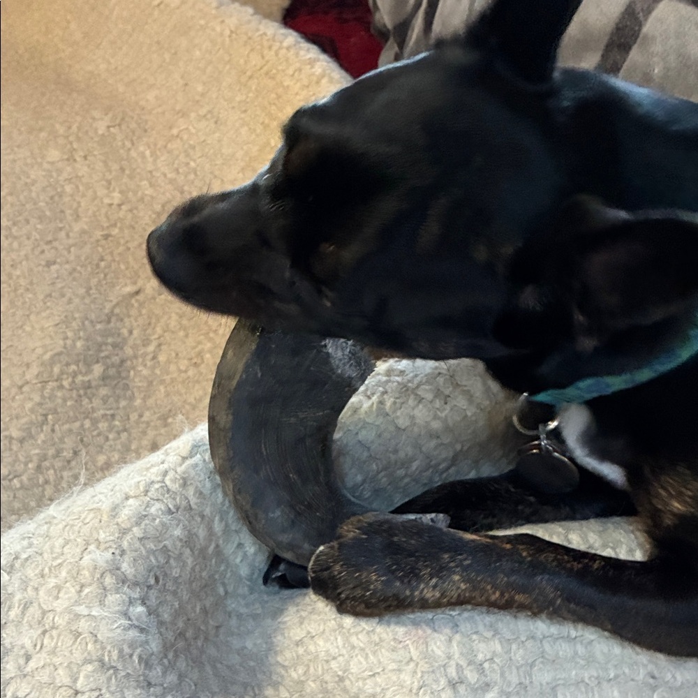 Black Durable Dog Chew Horn for Super chewers. Very long lasting . 🐃